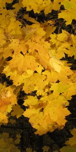 Plants,Flowers,Autumn