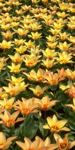 Plants,Flowers,Background