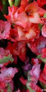 Plants,Flowers,Background