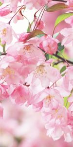 Plants,Flowers,Background