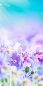 Plants,Flowers,Background