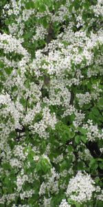 Plants,Flowers,Background