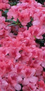 Plants,Flowers,Background