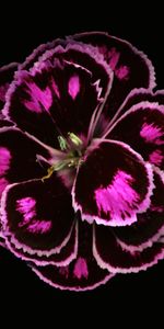 Plants,Flowers,Background