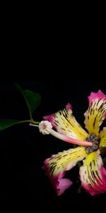 Plants,Flowers,Background