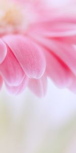 Plants,Flowers,Background