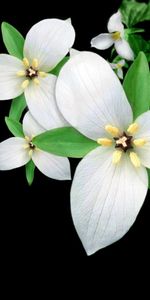 Plants,Flowers,Background