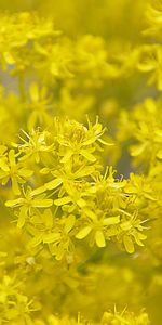 Plants,Flowers,Background