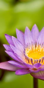 Plants,Flowers,Background