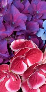 Plants,Flowers,Background