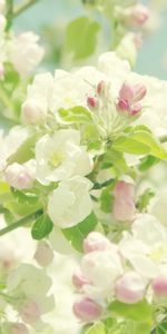 Plants,Flowers,Background