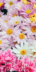 Plants,Flowers,Background