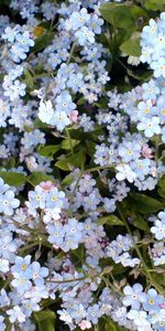 Plants,Flowers,Background