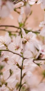 Plants,Flowers,Background