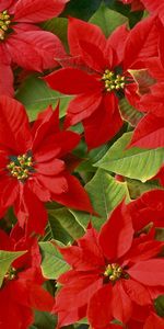 Plants,Flowers,Background