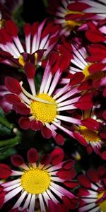 Plants,Flowers,Background