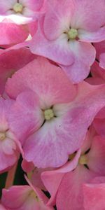 Plants,Flowers,Background