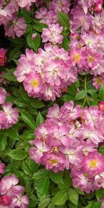 Plants,Flowers,Background