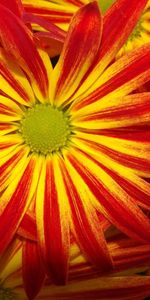 Plants,Flowers,Background