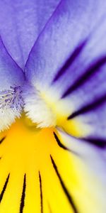 Plants,Flowers,Background