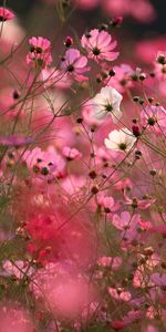 Plants,Flowers,Background