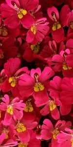 Plants,Flowers,Background