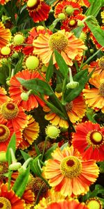 Plants,Flowers,Background