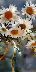 Plants,Flowers,Background,Camomile