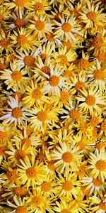 Plants,Flowers,Background,Camomile