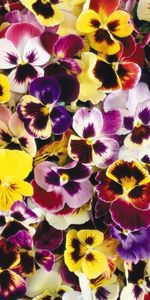 Plants,Flowers,Background,Pansies