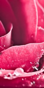 Plants,Flowers,Background,Roses