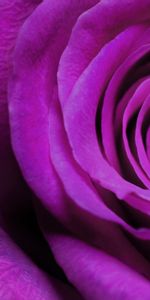 Plants,Flowers,Background,Roses,Violet