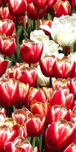 Fleurs,Contexte,Plantes,Tulipes