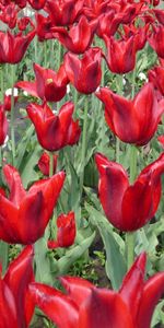 Plants,Flowers,Background,Tulips