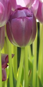 Plants,Flowers,Background,Tulips