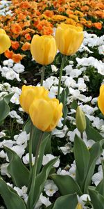 Plants,Flowers,Background,Tulips