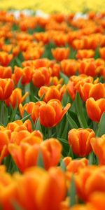 Fleurs,Contexte,Tulipes,Plantes