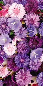 Plants,Flowers,Background,Violet