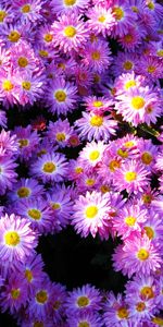 Plants,Flowers,Background,Violet