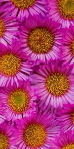 Plants,Flowers,Background,Violet