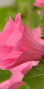 Plants,Flowers,Bindweed