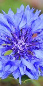 Plants,Flowers,Blue Cornflowers