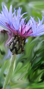 Plants,Flowers,Blue Cornflowers