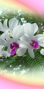 Plantas,Flores,Bouquets