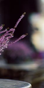 Plantas,Flores,Bouquets