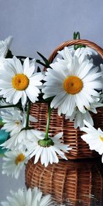 Plants,Flowers,Bouquets,Camomile