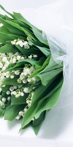 Plants,Flowers,Bouquets,Lily Of The Valley