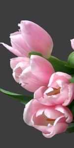 Bouquets,Plantes,Fleurs,Tulipes