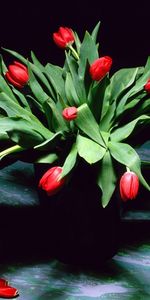 Fleurs,Plantes,Bouquets,Tulipes