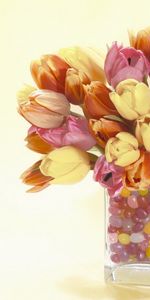 Plantes,Bouquets,Fleurs,Tulipes